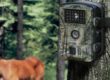 Wildkamera Test